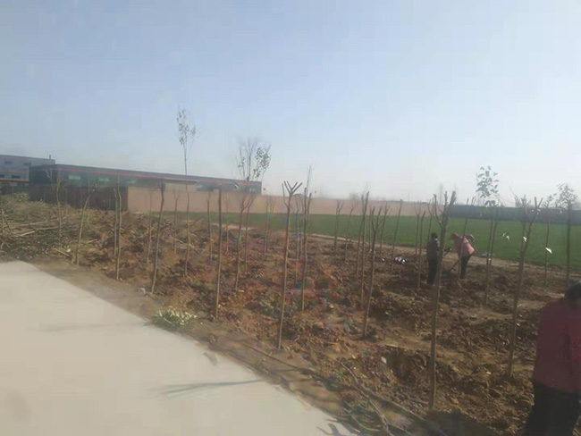 陽春三月，大地復(fù)蘇，安陽鼎諾廠區(qū)植樹活動再添綠。